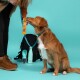 Ein Golden Retriever sitzt aufmerksam neben einer Person, die einen bunten Hundeleckerli-Riegel hält, mit einem Rucksack und einer Wasserflasche im Hintergrund.