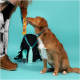 Ein Golden Retriever sitzt aufmerksam neben einer Person, die einen bunten Hundeleckerli-Riegel hält, mit einem Rucksack und einer Wasserflasche im Hintergrund.