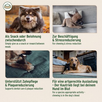 Anzeige für Haustierprodukte mit vier Hunden, die Trainingssnacks, Stressabbau, Zahnreinigung und mit Leckereien gefüllte Geweihstücke präsentieren. Das AniForte-Logo ist enthalten.