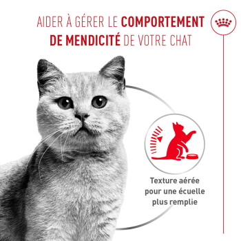 Chat gris avec titre en français sur la gestion du comportement de mendicité et texte 'Texture aérée pour une écuelle plus remplie'