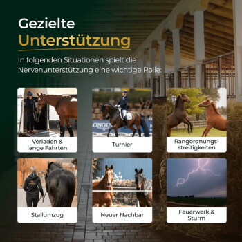'Gezielte Unterstützung' Poster: sechs Pferdefotos mit Beschriftungen, darunter 'Verladen', 'Turnier', 'Stallumzug', 'Feuerwerk' & 'Sturm'.
