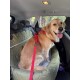 Ein Golden Retriever sitzt auf dem Rücksitz eines Autos, gesichert mit einem roten Geschirr und einer Leine, auf einem grünen Autositzbezug.
