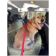 Ein Golden Retriever sitzt auf dem Rücksitz eines Autos, gesichert mit einem roten Geschirr und einer Leine, auf einem grünen Autositzbezug.