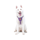 Ein weißer Hund sitzt, trägt ein lila Geschirr mit einem gelben Quadrat und zeigt einen verspielten Ausdruck und eine rosa Zunge.