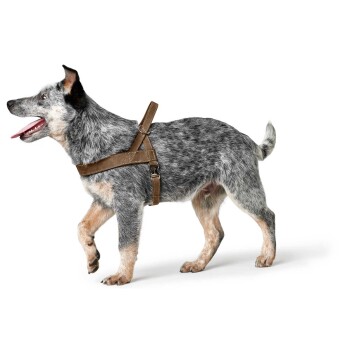 Ein glücklicher blauer Heeler-Hund mit einem braunen Geschirr, der selbstbewusst mit herausgestreckter Zunge vor einem weißen Hintergrund läuft.