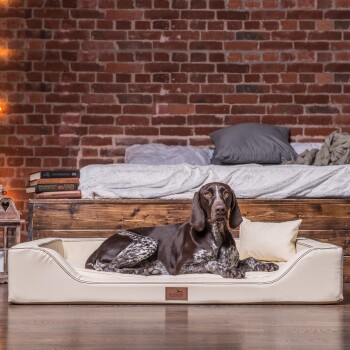 Ein brauner und weißer Deutsch Kurzhaar Pointer ruht sich bequem auf einem cremefarbenen Hundebett in einem gemütlichen Raum mit einer Ziegelwand aus.