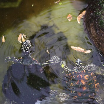 Zwei Schildkröten, die in einem Teich schwimmen, eine mit einem dunklen Panzer und die andere mit einem orange-schwarz gemusterten Panzer, umgeben von schwimmenden Blättern.