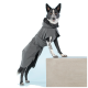 Ein schwarz-weißer Hund, der einen stilvollen grauen Regenmantel trägt, steht auf einem Betonblock vor einem hellblauen Hintergrund.