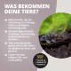 Zebra-Pleco auf Treibholz mit deutscher Überschrift 'WAS BEKOMMEN DEINE TIERE?' und Abzeichen 'Immun Boost: A, D3, E'.