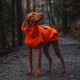 Ein brauner Hund in einem leuchtend orangefarbenen Regenmantel steht auf einem Kiesweg im Wald und schaut nach oben.