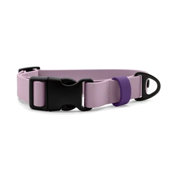Hellviolettes Hundehalsband mit schwarzer Schnellverschlussschnalle aus Kunststoff, violetter Verstellschlaufe und schwarzem D‑Ring vor weißem Hintergrund.