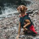 Ein brauner Vizsla-Hund in einer schwarzen und roten Jacke sitzt auf dem Boden in der Nähe eines Teiches und schaut aufmerksam in die Ferne.