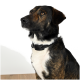 Nahaufnahme eines braun-schwarzen Hundes mit einem schwarzen Halsband, der zur Seite schaut, vor einem weißen Hintergrund.