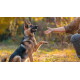 Deutscher Schäferhund sitzt und gibt draußen bei goldenem Herbstlicht einer Person die Pfote, trägt ein mit Nieten besetztes Halsband.