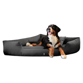 Großer schwarzer, brauner und weißer Hund liegt auf einem grauen gepolsterten Tierbett mit erhöhten Seiten vor schwarzem Hintergrund.