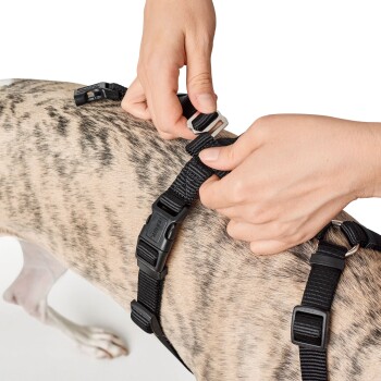 Eine Person passt ein schwarzes Hundegeschirr auf dem Rücken eines grau-weißen gescheckten Hundes an, wobei der Fokus auf der Schnalle und den Riemen liegt.