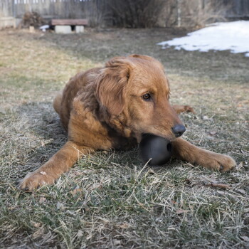 Golden retriever leżący na nierównej trawie na podwórku, żujący czarną gumową piłkę.