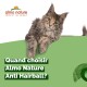 Un chat Maine Coon duveteux se repose sur un fond vert avec le texte "Quand choisir Almo Nature Anti Hairball ?" et le logo Almo Nature dans le coin.