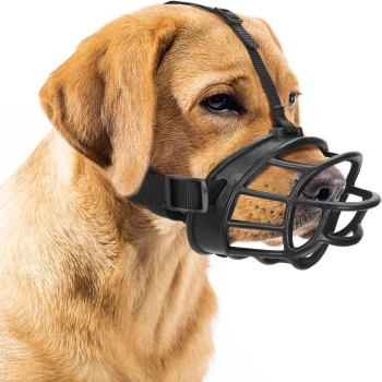 Eine Nahaufnahme eines goldenen Labradors mit einem schwarzen Maulkorb, der seinen aufmerksamen Ausdruck vor einem weißen Hintergrund zeigt.