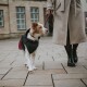 Hundemantel Uppsala Cozy anthrazit/ rot 25 cm