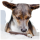 Eine Nahaufnahme eines fokussierten Hundes mit einem braun-weißen Fell, der intensiv einen Kauknochen auf einer weichen Oberfläche untersucht.