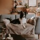 Ein schwarz-weißer Border Collie, der auf einer gemütlichen, beigen Tierdecke liegt, die über ein graues Sofa in einem stilvollen Wohnzimmer drapiert ist.