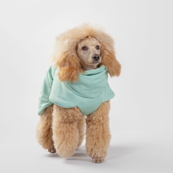 Ein flauschiger goldener Hund, der einen hellmintgrünen Hoodie trägt, vor einem schlichten weißen Hintergrund stehend.