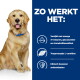 Golden retriever met blauwe halsband; blauw paneel zegt 'ZO WERKT HET:' met Nederlandse opmerkingen: omega‑3, L‑carnitine, antioxidanten.