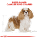 Illustration of a Cavalier King Charles Spaniel with a detailed outline, labeled "Breed Range: Cavalier King Charles" at the top.