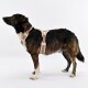 Ein brauner und schwarzer Hund trägt ein dekoratives beiges Geschirr mit roten Mustern, steht aufrecht und schaut nach oben vor einem weißen Hintergrund.