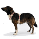 Ein brauner und schwarzer Hund trägt ein dekoratives beiges Geschirr mit roten Mustern, steht aufrecht und schaut nach oben vor einem weißen Hintergrund.