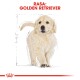 Golden Retriever Puppy 3 kg