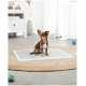 Ein kleiner brauner Chihuahua sitzt auf einer hellgrauen Matte in einem modernen Wohnzimmer, umgeben von bunten Haustierspielzeugen und einem weißen Schrank.