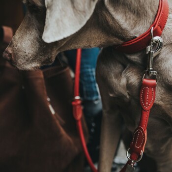Eine Nahaufnahme eines grauen Hundes mit einem leuchtend roten Halsband und einer Leine, die das Profil des Hundes und die detaillierte Naht der Leine zeigt.