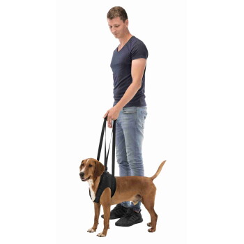 Man holding black lifting-harness handles on a brown dog, man in navy tee and jeans, white background