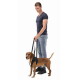 Man holding black lifting-harness handles on a brown dog, man in navy tee and jeans, white background