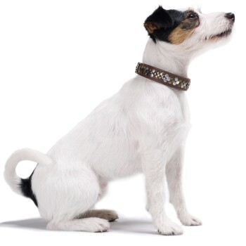 Ein Seitenprofil eines kleinen, weißen Hundes mit schwarzen Flecken, der ein dekoratives braunes Halsband mit silbernen Nieten trägt.