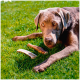 Ein grauer Labrador Retriever liegt auf grünem Gras und schaut direkt in die Kamera, mit drei Hundeknochen in der Nähe.