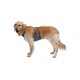Ein Golden Retriever, der ein blaues Geschirr trägt, steht vor einem weißen Hintergrund und schaut mit einem freundlichen Ausdruck in die Kamera.