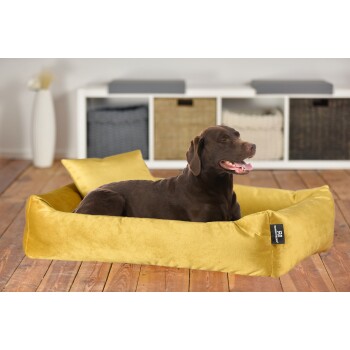 Ein glücklicher brauner Labrador-Retriever, der auf einem weichen gelben Hundebett mit zwei passenden Kissen entspannt, vor einem hellen Raum.