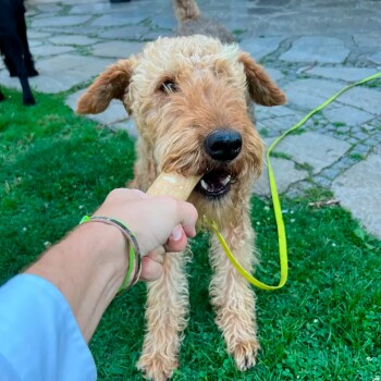 Ein verspielter Hund mit lockigem Fell hält einen Kauknochen im Mund, während eine Person ihn sanft zieht. Die Szene spielt auf grünem Gras mit Steinpflaster.