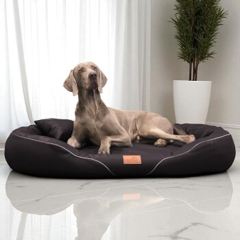 Weimaraner-Hund liegt auf einem schwarzen Haustierbett mit kleinem Kissen neben einer Topfpflanze in einem hellen Raum.