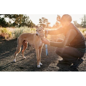 Eine Person kniet neben einem tanfarbenen Greyhound-Hund und befestigt eine blaue Leine an seinem Halsband in einer sonnigen, grünen Umgebung.