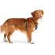 Ein Golden Retriever, der ein blaues und grünes Geschirr trägt, steht vor einem weißen Hintergrund und zeigt sein glänzendes Fell und seine aufmerksame Haltung.