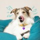 Un petit chien avec un collier jaune et une étiquette en forme de cœur violet est confortablement assis sur un lit pour animaux teal, entouré de gribouillis ludiques.