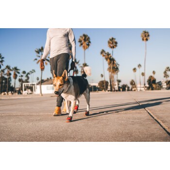 Eine Person führt einen Hund an einem sonnigen Tag, mit Palmen im Hintergrund; der Hund trägt rote Booties und hat einen verspielten Ausdruck.