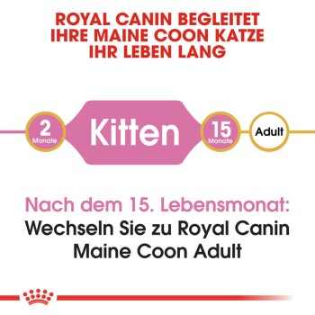 Maine Coon Kitten 2x10 kg