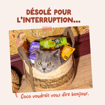 Chat gris regardant depuis un panier tressé avec des sachets de nourriture pour chat ; texte visible : « DÉSOLÉ POUR L'INTERRUPTION... » et « Coco voudrait vous dire bonjour. »