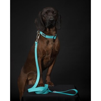 Ein brauner Hund mit einem türkisfarbenen Halsband und Leine sitzt auf einer schwarzen Oberfläche vor einem dunklen Hintergrund.