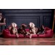 Vier Hunde, darunter zwei Weimaraner, ein schokoladenfarbener Labrador und ein Deutscher Kurzhaarpointer, entspannen sich auf einem roten Hundebett drinnen.